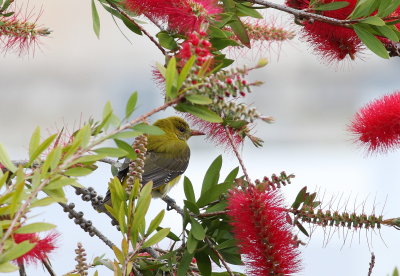Golden Oriole (Oriolus oriolus)