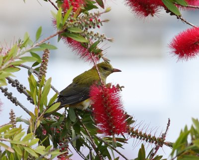 Golden Oriole (Oriolus oriolus)