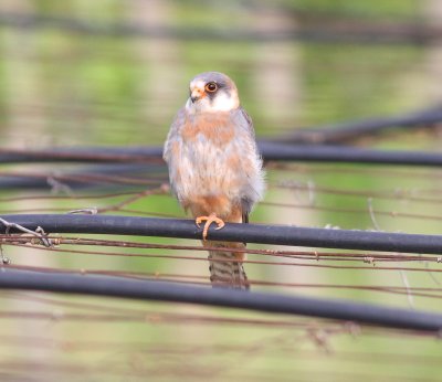 Red-footed Falcon (Falco verspertinus)
