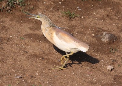 Squacco Heron (Ardeola ralloides)