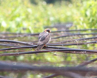 Red-footed Falcon (falco vespertinus)