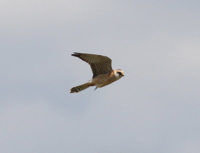 Red-footed Falcon (falco vespertinus)