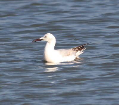 Slender-billed Gull2 (Larus genei).jpg