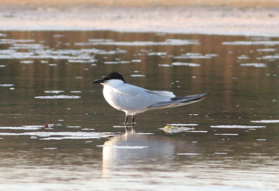 Gull-billed Tern 2 (Gelochelidon nilotica).jpg