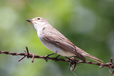 Spotted Flycatcher (Muscicapa striata).jpg