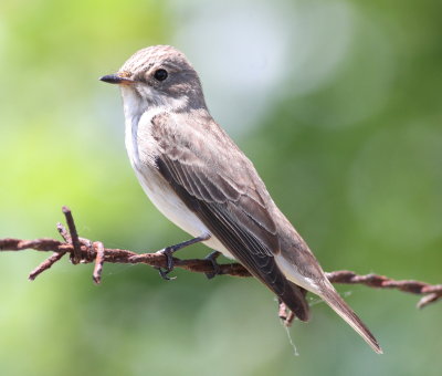 Spotted Flycatcher 2 (Muscicapa striata).jpg