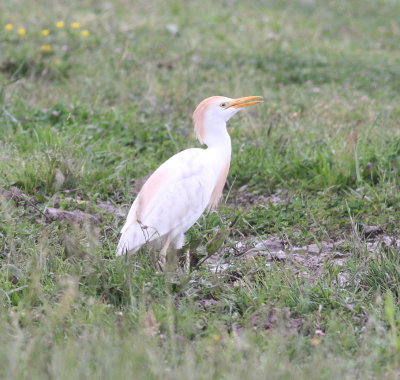 Cattle Egret (Bubulcus ibis)