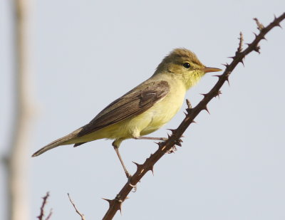 Melodious warbler (Hippolais polyglotta).jpg