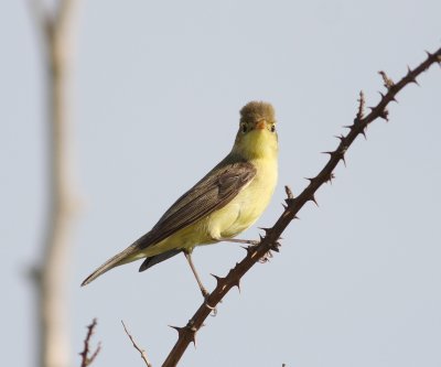 Melodious warbler 2 (Hippolais polyglotta).jpg