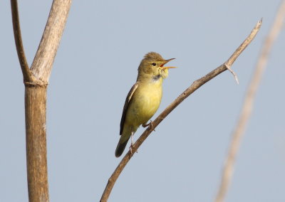Melodious warbler 3 (Hippolais polyglotta).jpg