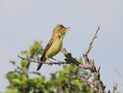 Melodious warbler 4 (Hippolais polyglotta).jpg
