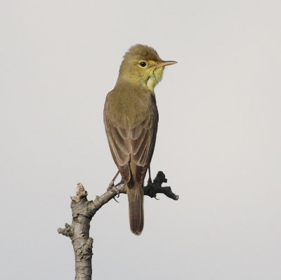 Melodious warbler 5 (Hippolais polyglotta).jpg