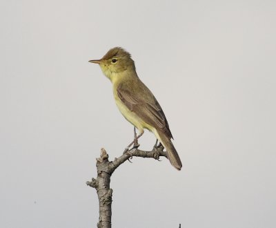 Melodious warbler 6 (Hippolais polyglotta).jpg
