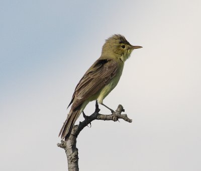 Melodious warbler 7 (Hippolais polyglotta).jpg