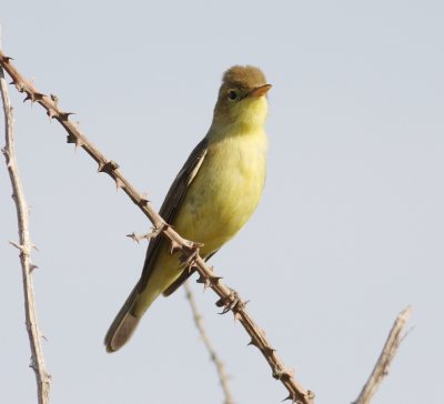 melodious_warbler