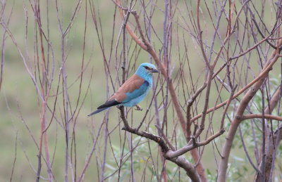 Roller 2 (Coracias garrulus).jpg