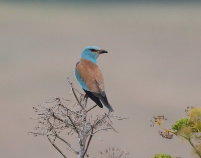 Roller 3 (Coracias garrulus).jpg
