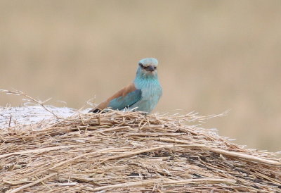 Roller 4 (Coracias garrulus).jpg