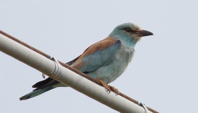Roller 5 (Coracias garrulus).jpg