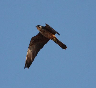 Eleonora's Falcon (Falco eleonorae).jpg
