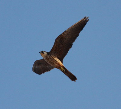Eleonora's Falcon 2 (Falco eleonorae).jpg