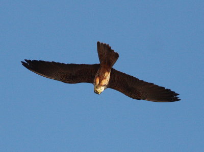 Eleonora's Falcon 3 (Falco eleonorae).jpg