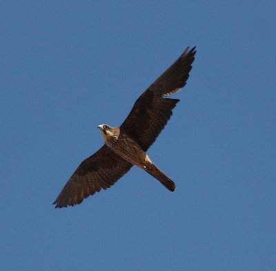 Eleonora's Falcon 5 (Falco eleonorae).jpg