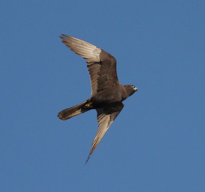 Eleonora's Falcon 6 (Falco eleonorae).jpg