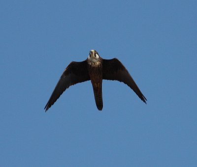 Eleonora's Falcon 8 (Falco eleonorae).jpg