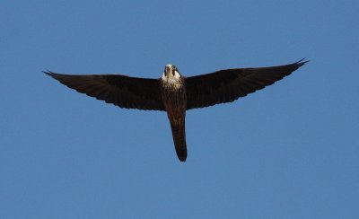 Eleonora's Falcon 9 (Falco eleonorae).jpg