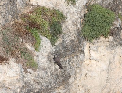 Eleonora's Falcon (Falco eleonorae).jpg