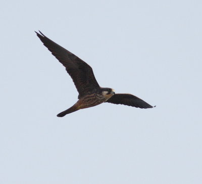 Eleonora's Falcon 3 (Falco eleonorae).jpg