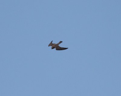 Eleonora's Falcon 4 (Falco eleonorae).jpg