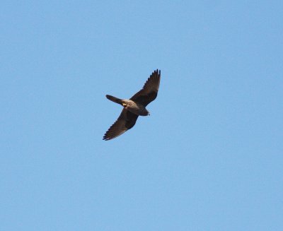 Eleonora's Falcon (Falco eleonorae).jpg