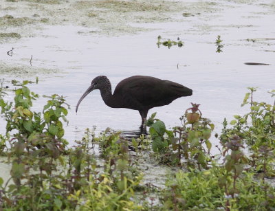 Glossy Ibis  (Plegadis falcinellus)