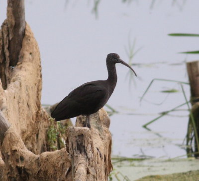 Glossy Ibis  (Plegadis falcinellus)