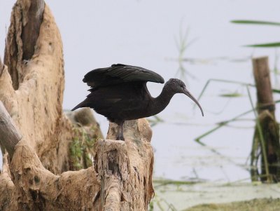 Glossy Ibis  (Plegadis falcinellus)