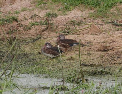 Mandarin Duck (Aix galericulata)