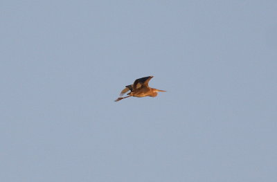 purple_heron_cambs