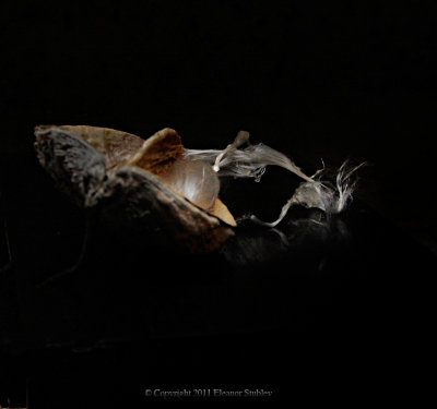 Dried Pod