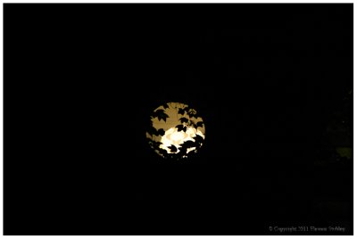 Moon Window