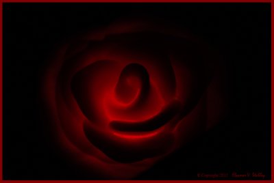 Valentine Flower