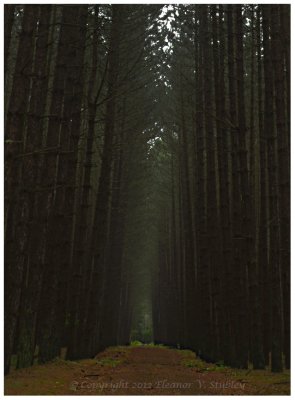 Misty Forest, Laurentians
