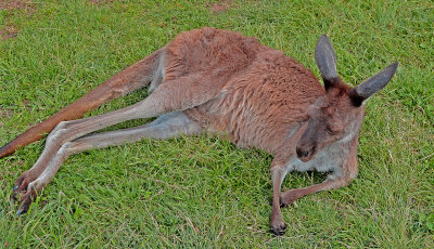 One half of Australia's Coat of Arms.