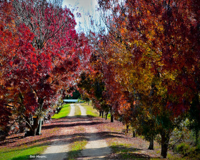 A lane of autumn colours.