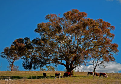 A typical Australian rural scene,(not much green)