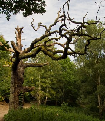 Hampstead Heath