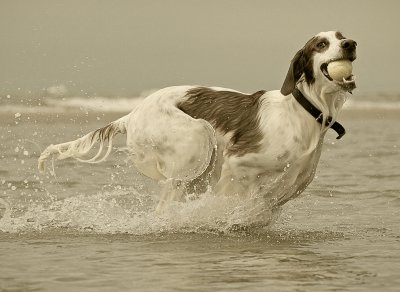 zaterdagmiddag zeehond