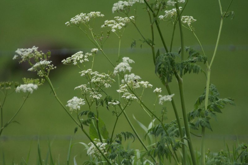 DSC00650 fluitenkruid (Anthriscus sylvestris).JPG