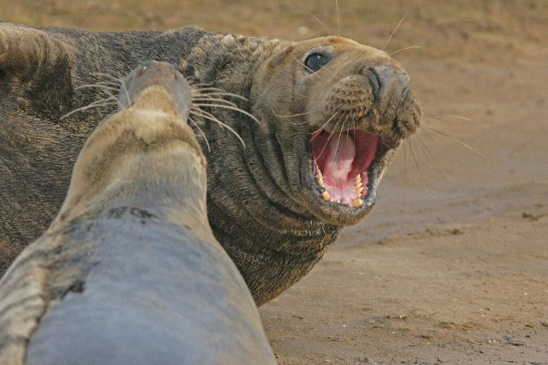 2009 Donna Nook